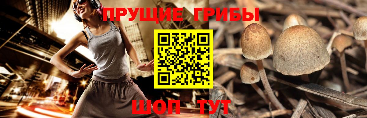 Псилоцибиновые грибы Psilocybe  Вход с VPN  Дедовск  Псилоцибиновые грибы GOLDEN TEACHER 